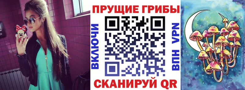 Купить где Шлиссельбург Псилоцибиновые грибы Cubensis